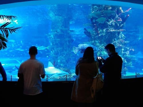 Tropicárium – nagy, üvegakvárium előtt három ember áll, egyikük mobillal fotózza a cápákat és más halakat